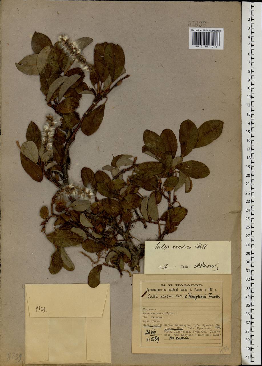 Salix arctica, Eastern Europe, Northern region (E1) (Russia)