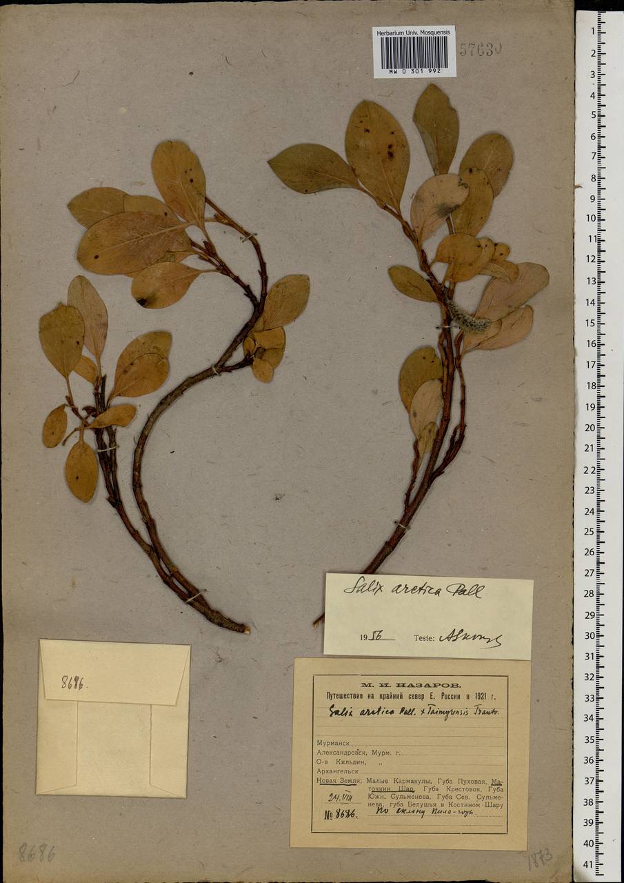 Salix arctica Pall., Eastern Europe, Northern region (E1) (Russia)