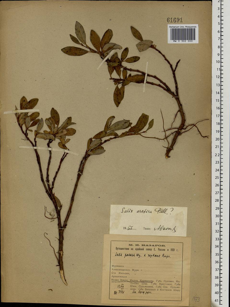 Salix arctica Pall., Eastern Europe, Northern region (E1) (Russia)