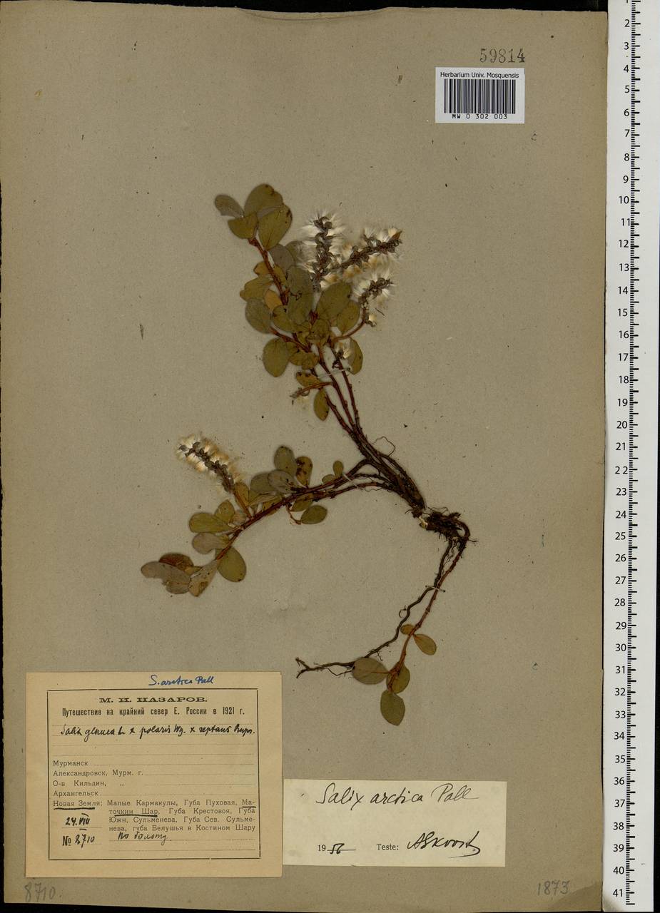 Salix arctica, Eastern Europe, Northern region (E1) (Russia)