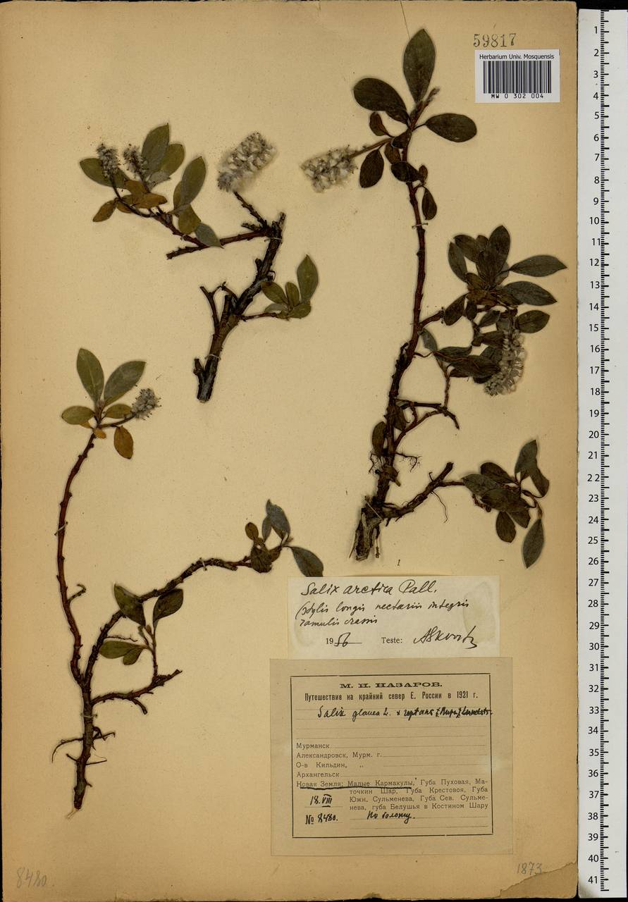 Salix arctica, Eastern Europe, Northern region (E1) (Russia)
