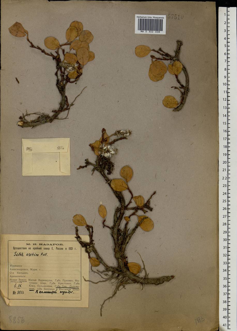 Salix arctica, Eastern Europe, Northern region (E1) (Russia)