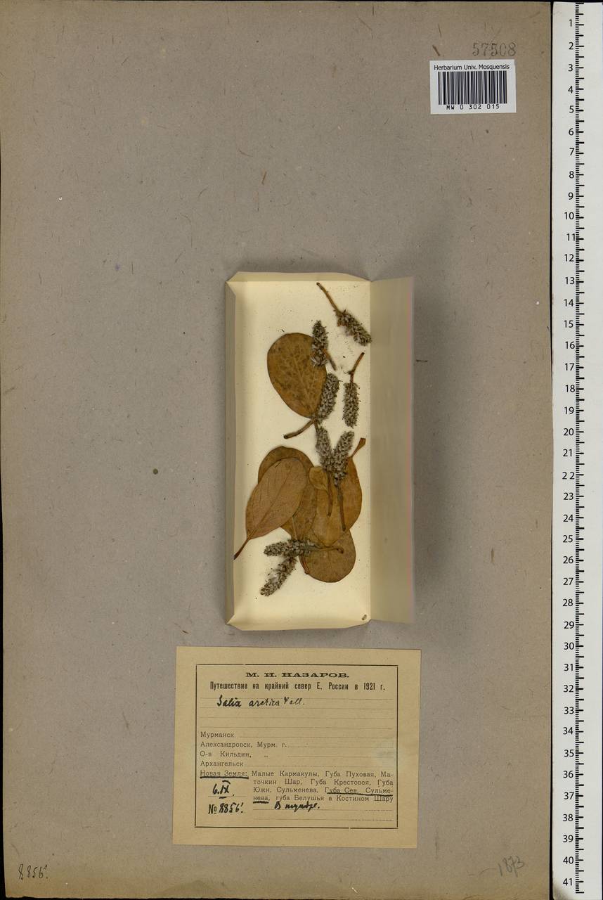 Salix arctica Pall., Eastern Europe, Northern region (E1) (Russia)