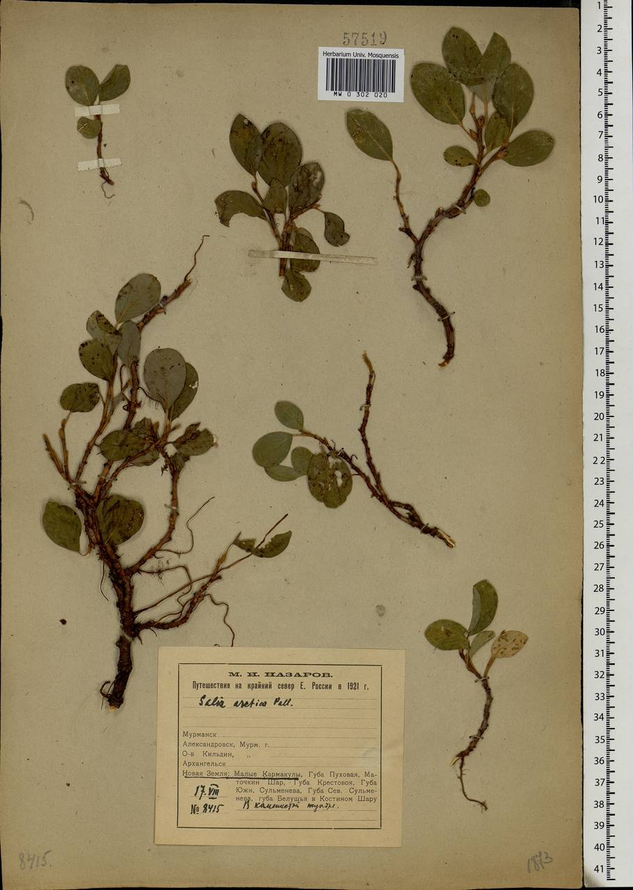 Salix arctica Pall., Eastern Europe, Northern region (E1) (Russia)