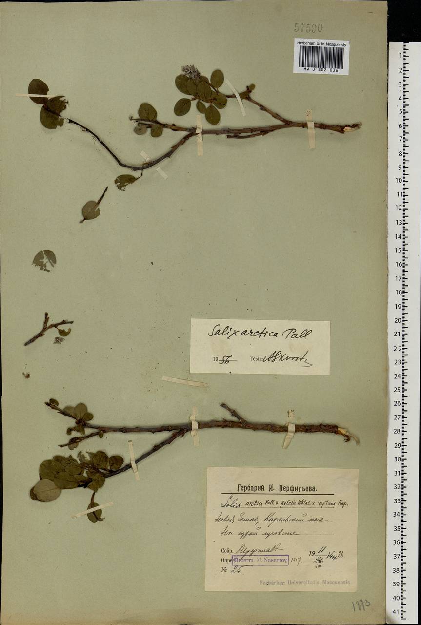 Salix arctica Pall., Eastern Europe, Northern region (E1) (Russia)