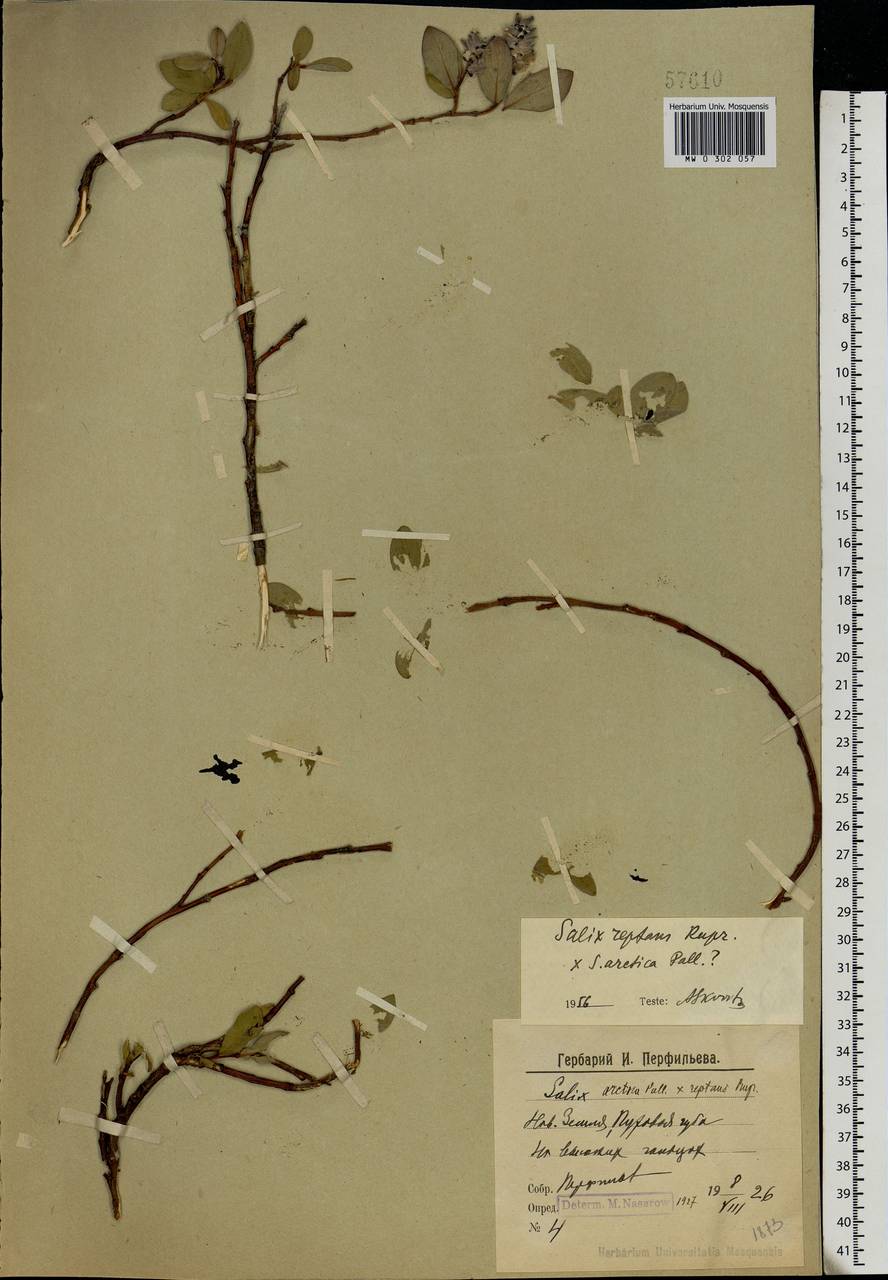 Salix arctica, Eastern Europe, Northern region (E1) (Russia)