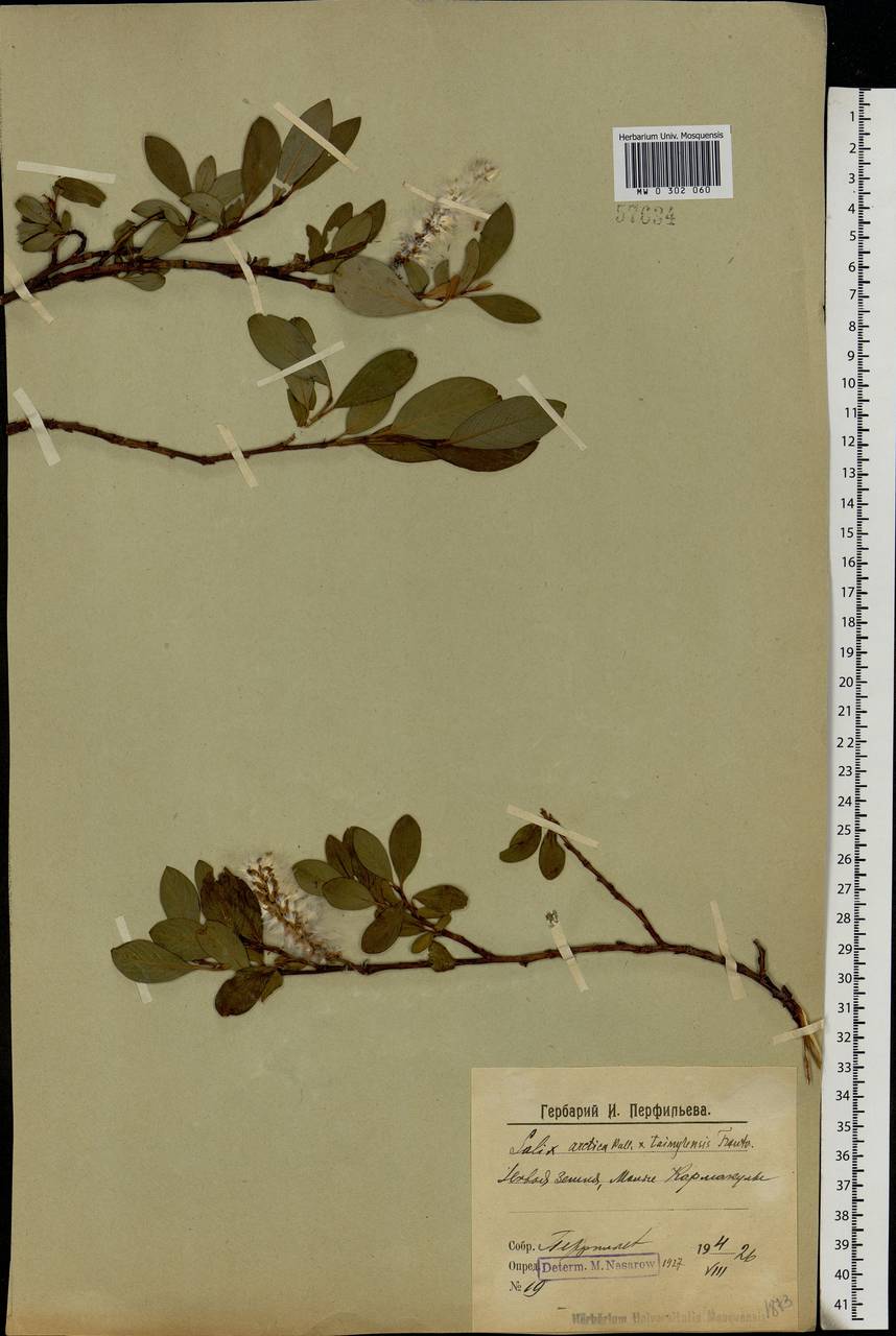 Salix arctica Pall., Eastern Europe, Northern region (E1) (Russia)