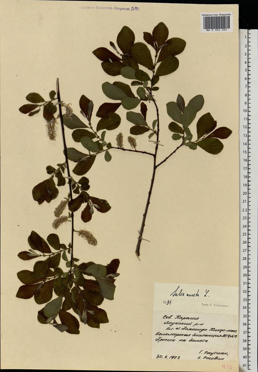 Salix aurita L., Eastern Europe, Northern region (E1) (Russia)