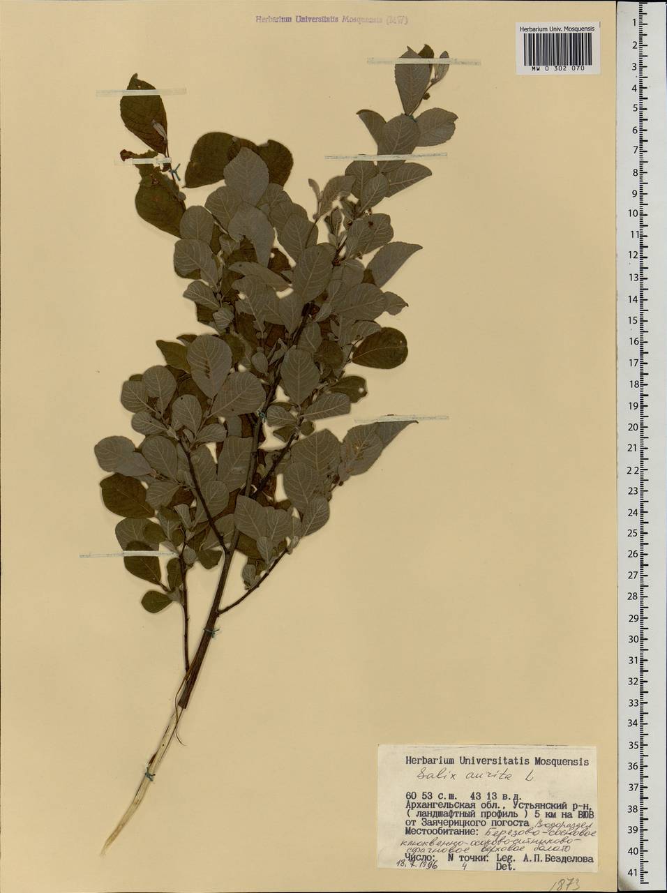 Salix aurita L., Eastern Europe, Northern region (E1) (Russia)