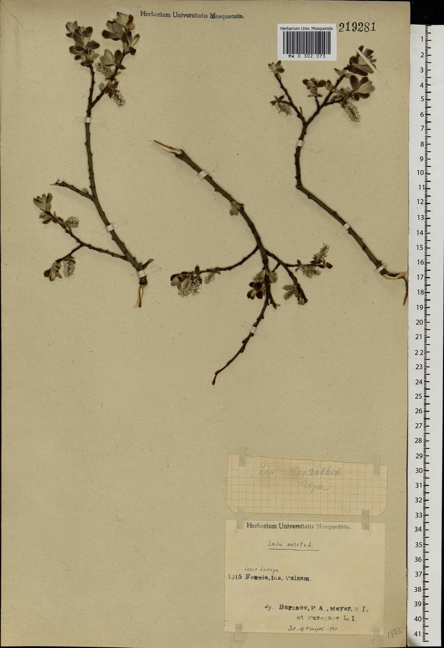 Salix aurita L., Eastern Europe, Northern region (E1) (Russia)