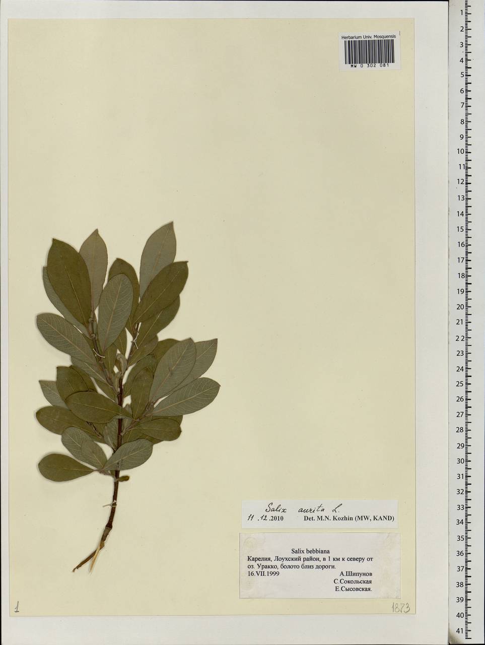 Salix aurita L., Eastern Europe, Northern region (E1) (Russia)