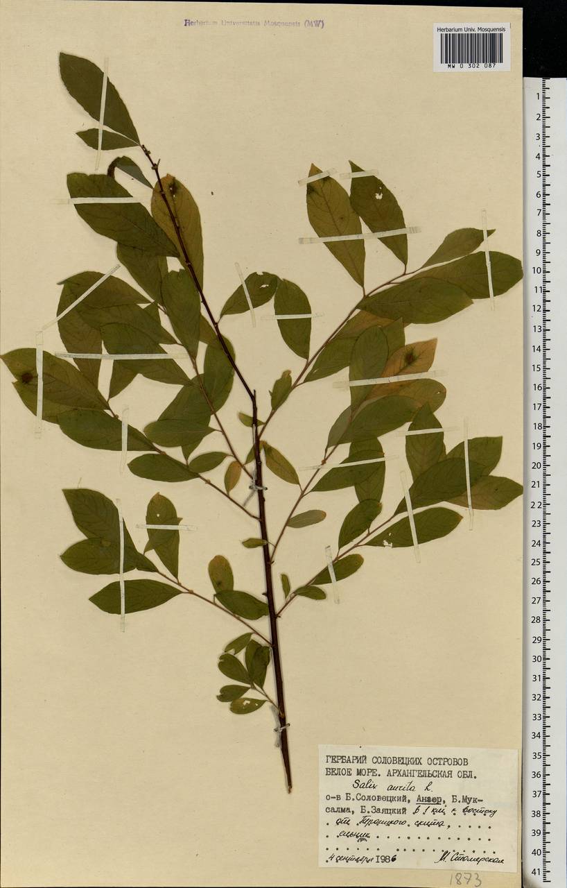 Salix aurita L., Eastern Europe, Northern region (E1) (Russia)