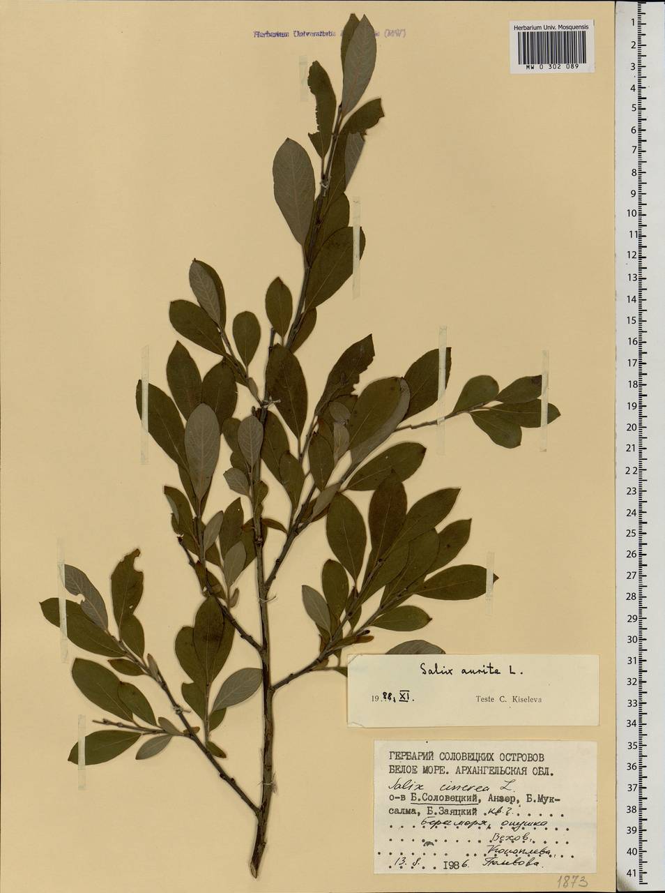 Salix aurita L., Eastern Europe, Northern region (E1) (Russia)