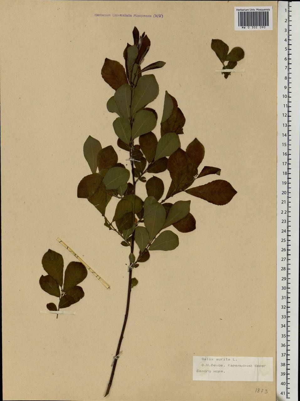 Salix aurita L., Eastern Europe, Northern region (E1) (Russia)