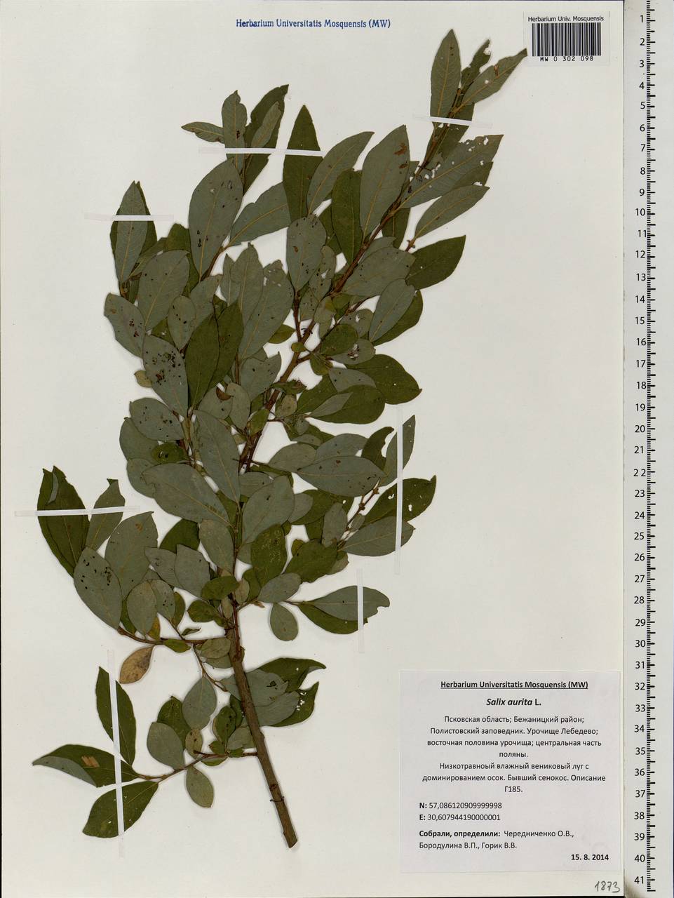 Salix aurita L., Eastern Europe, North-Western region (E2) (Russia)