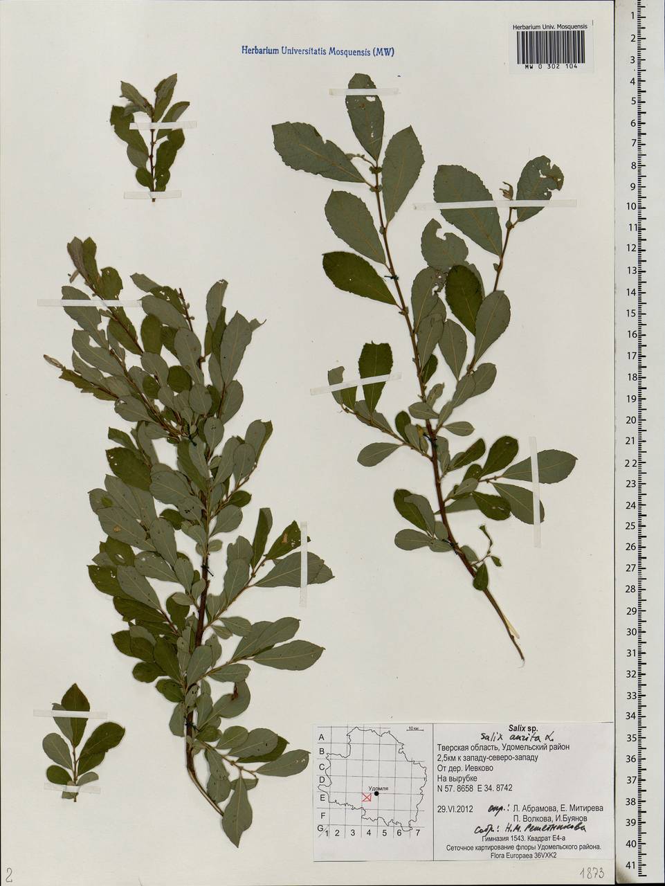 Salix aurita L., Eastern Europe, North-Western region (E2) (Russia)