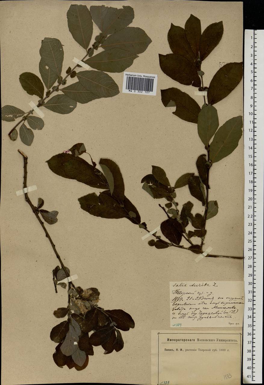 Salix aurita L., Eastern Europe, North-Western region (E2) (Russia)