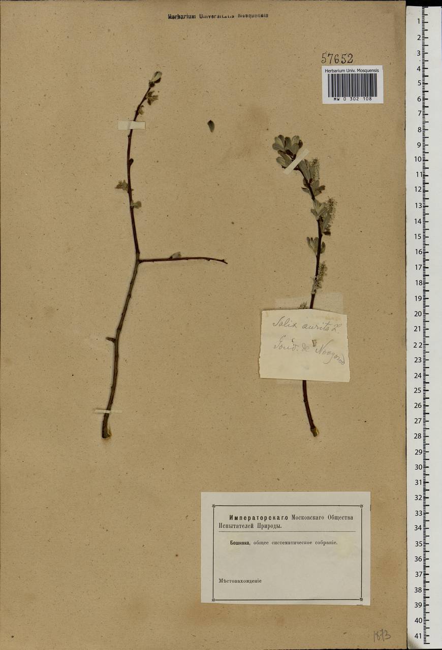 Salix aurita L., Eastern Europe, North-Western region (E2) (Russia)