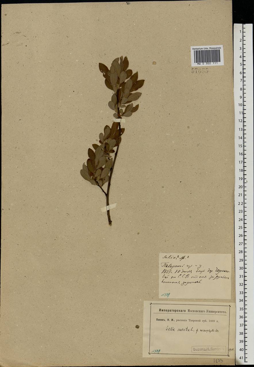 Salix aurita L., Eastern Europe, North-Western region (E2) (Russia)