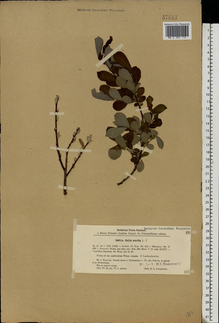 Salix aurita L., Eastern Europe, North-Western region (E2) (Russia)