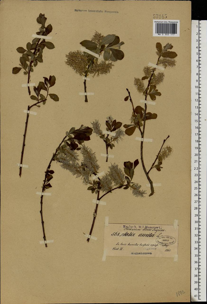 Salix aurita L., Eastern Europe, North-Western region (E2) (Russia)