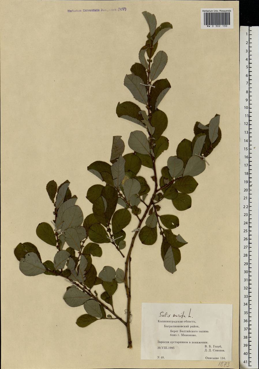 Salix aurita L., Eastern Europe, North-Western region (E2) (Russia)