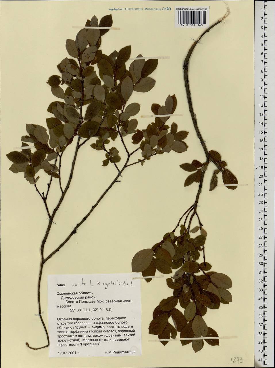 Salix aurita L., Eastern Europe, Western region (E3) (Russia)