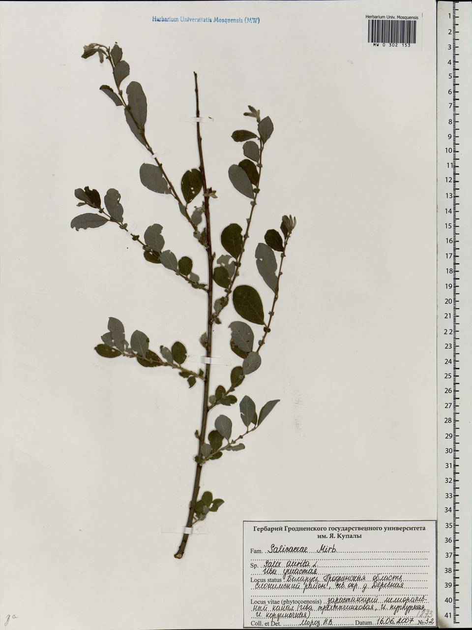 Salix aurita L., Eastern Europe, Belarus (E3a) (Belarus)
