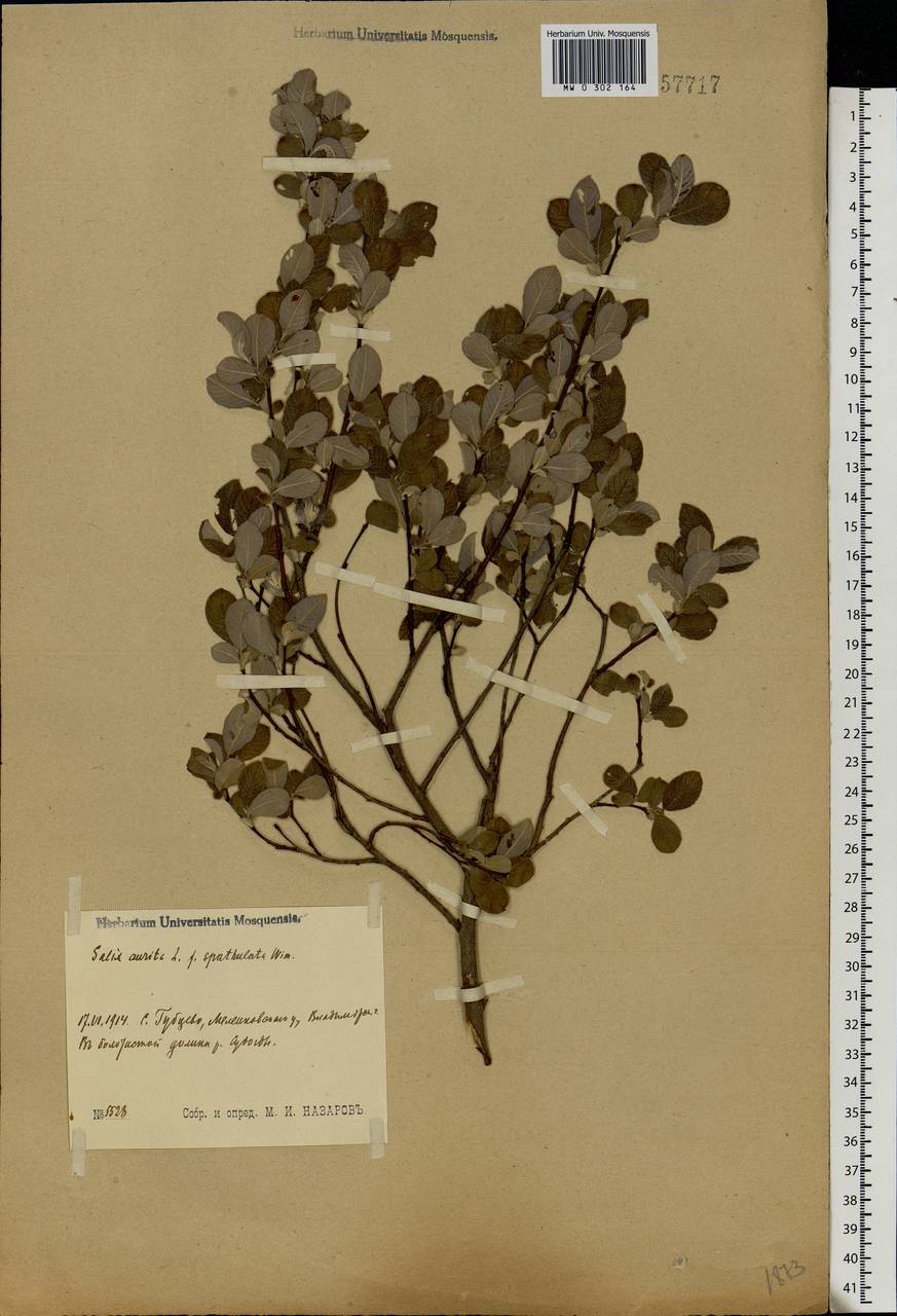 Salix aurita L., Eastern Europe, Central region (E4) (Russia)