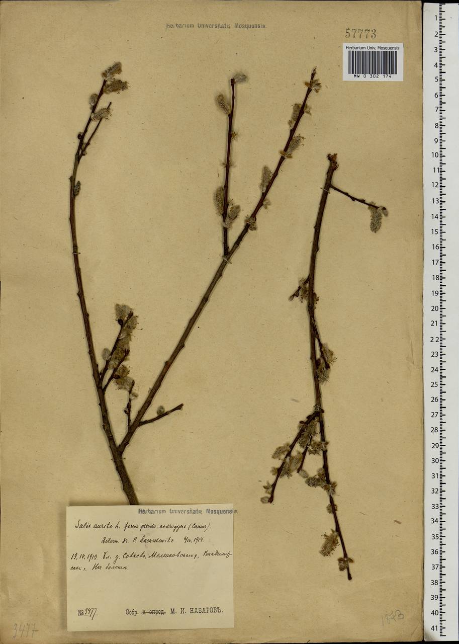 Salix aurita L., Eastern Europe, Central region (E4) (Russia)