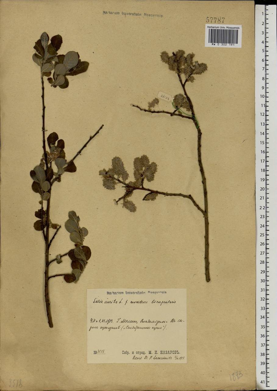 Salix aurita L., Eastern Europe, Central region (E4) (Russia)