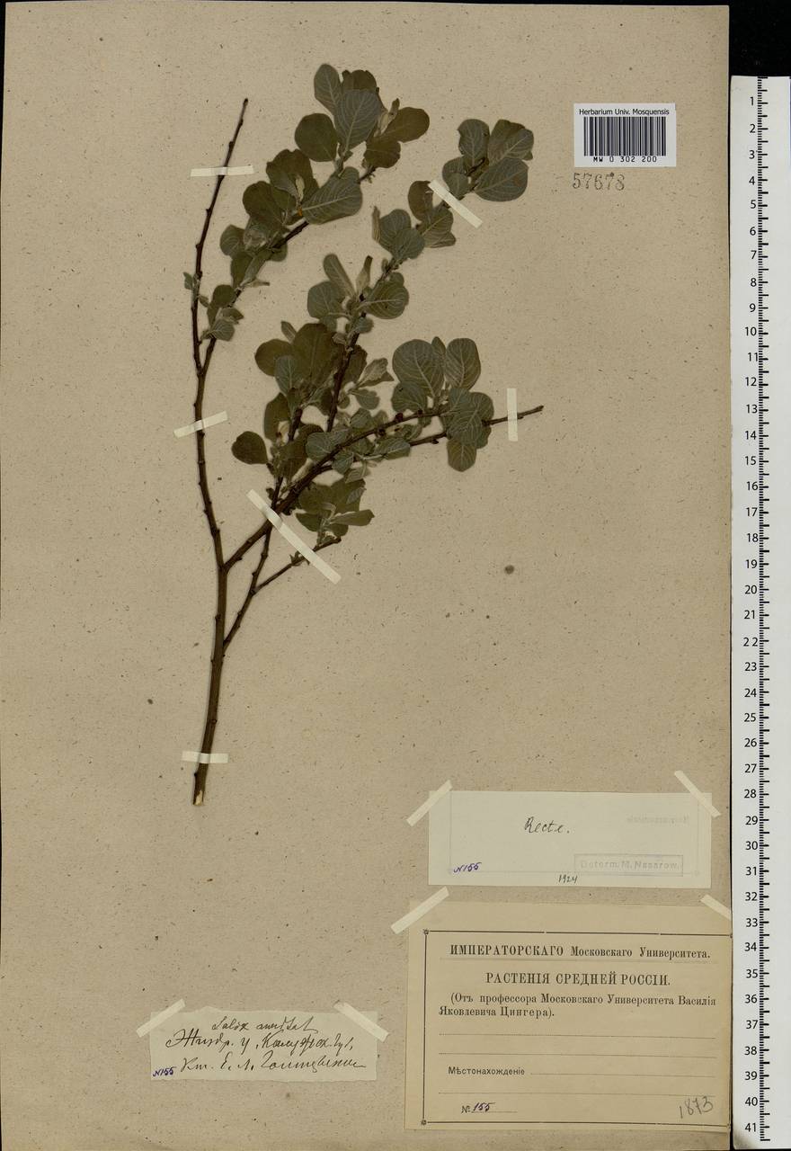 Salix aurita L., Eastern Europe, Central region (E4) (Russia)