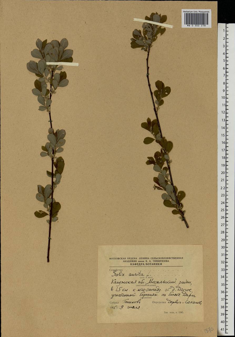 Salix aurita L., Eastern Europe, Central region (E4) (Russia)