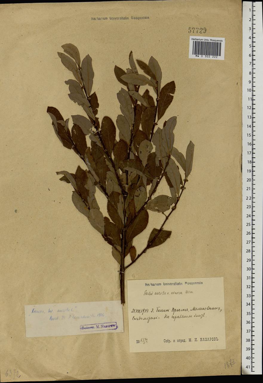 Salix aurita L., Eastern Europe, Central region (E4) (Russia)