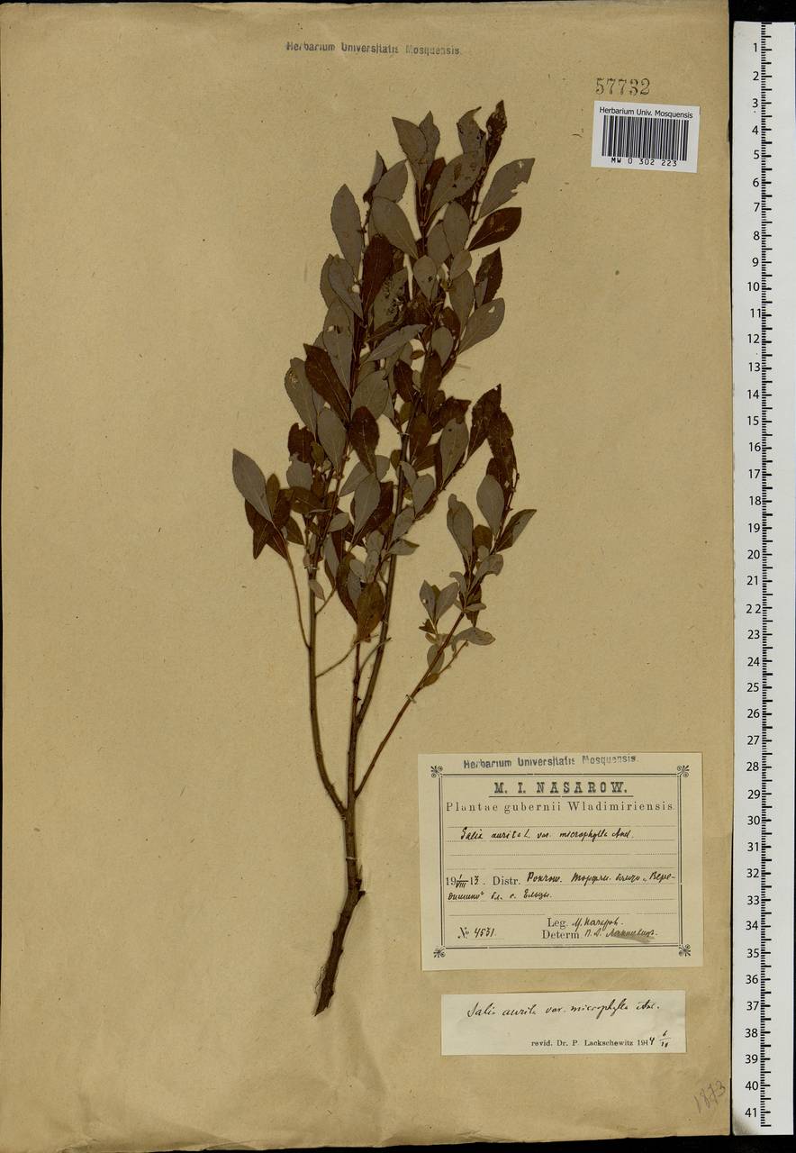 Salix aurita L., Eastern Europe, Central region (E4) (Russia)