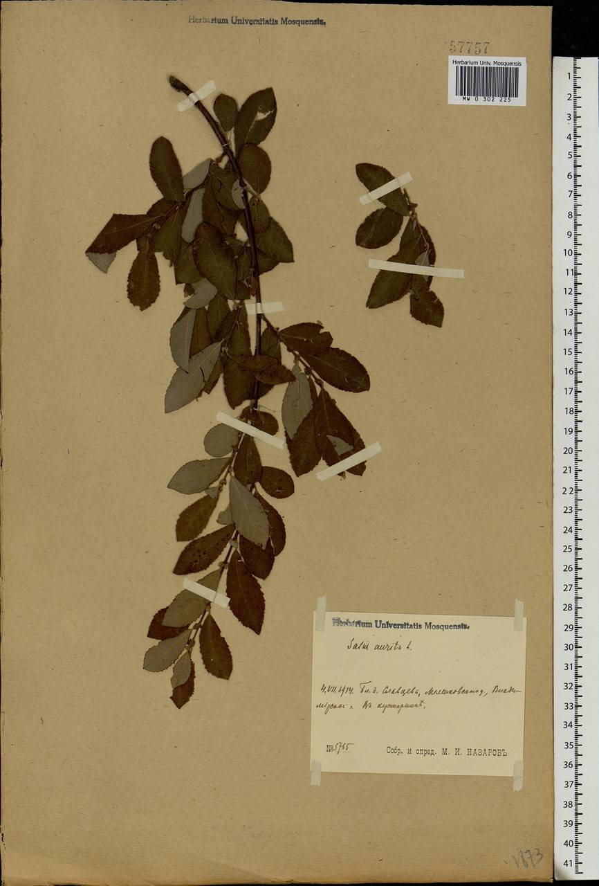 Salix aurita L., Eastern Europe, Central region (E4) (Russia)