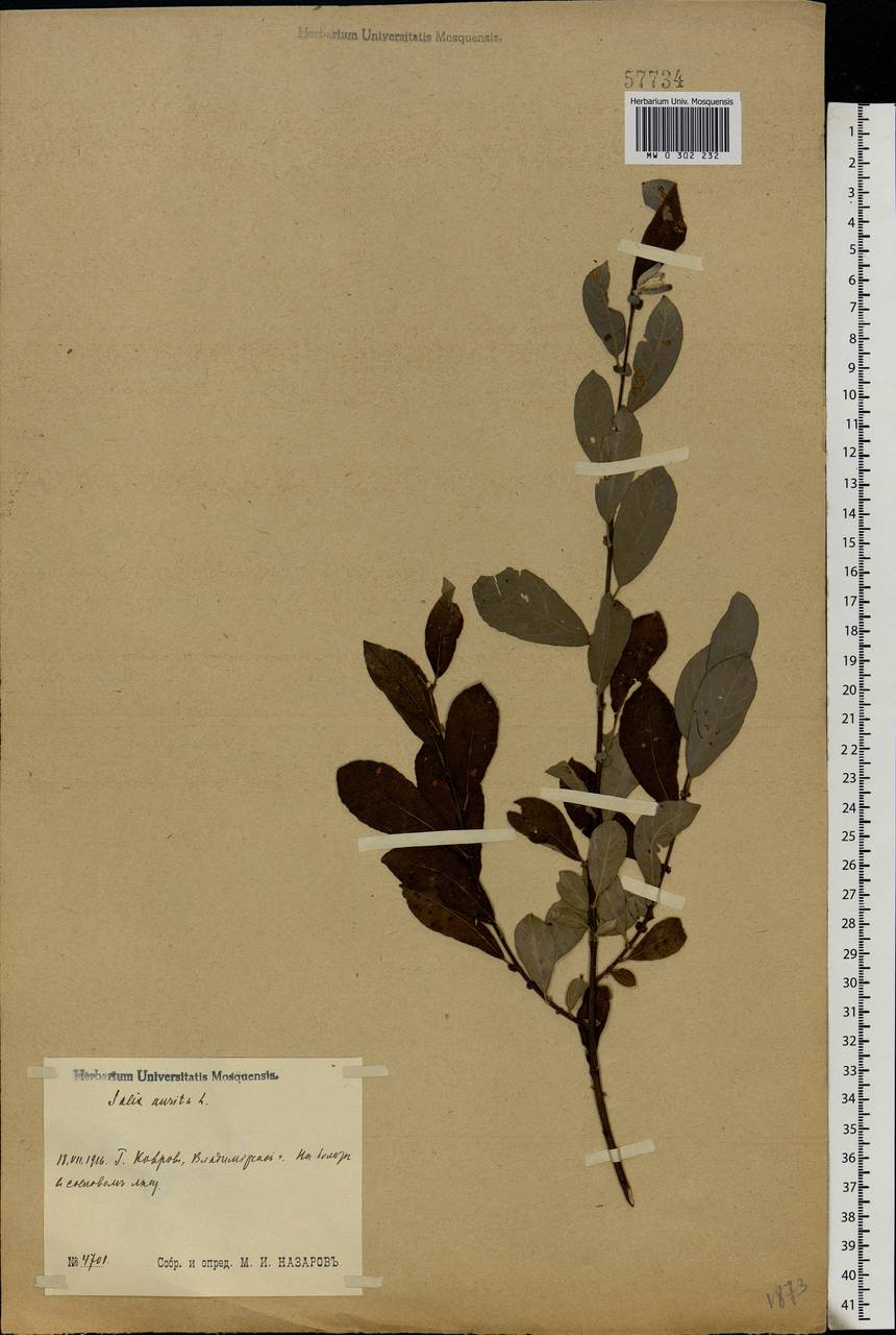 Salix aurita L., Eastern Europe, Central region (E4) (Russia)