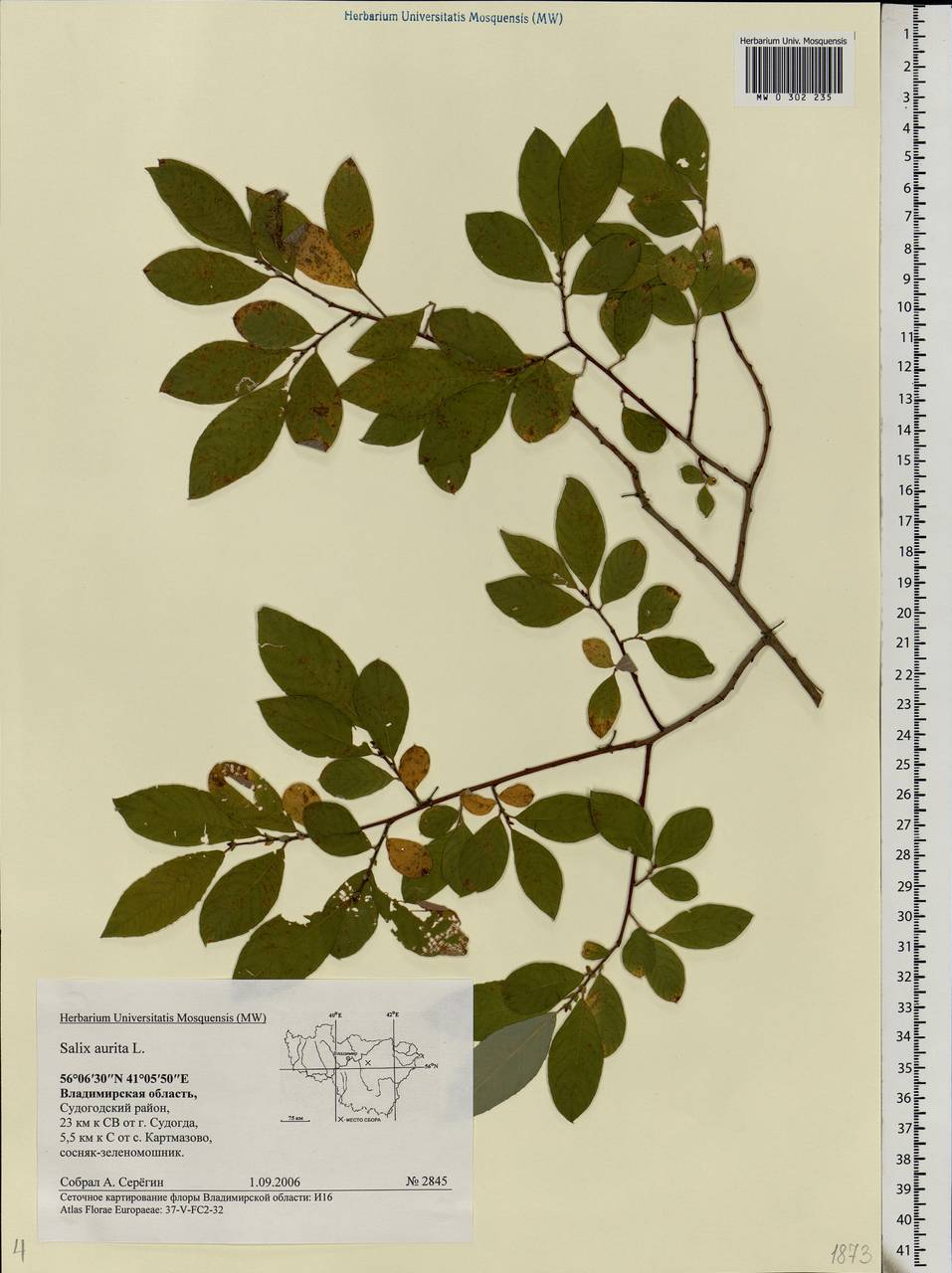 Salix aurita L., Eastern Europe, Central region (E4) (Russia)