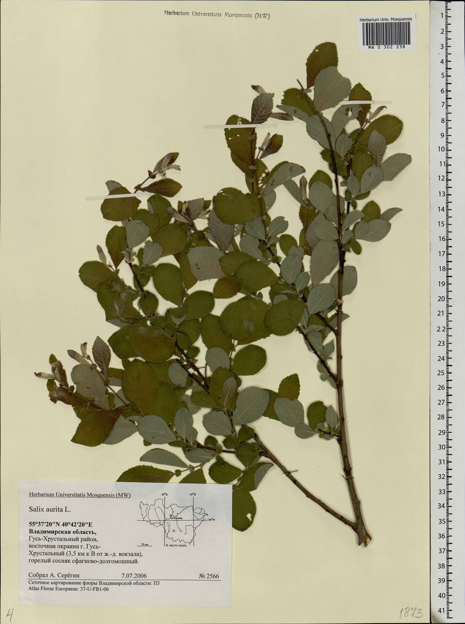 Salix aurita L., Eastern Europe, Central region (E4) (Russia)