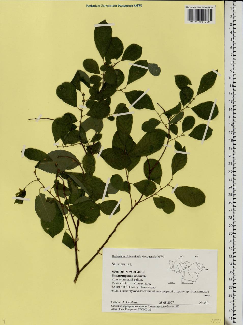 Salix aurita L., Eastern Europe, Central region (E4) (Russia)