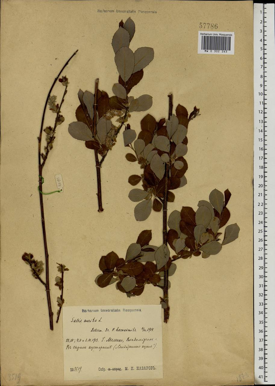 Salix aurita L., Eastern Europe, Central region (E4) (Russia)