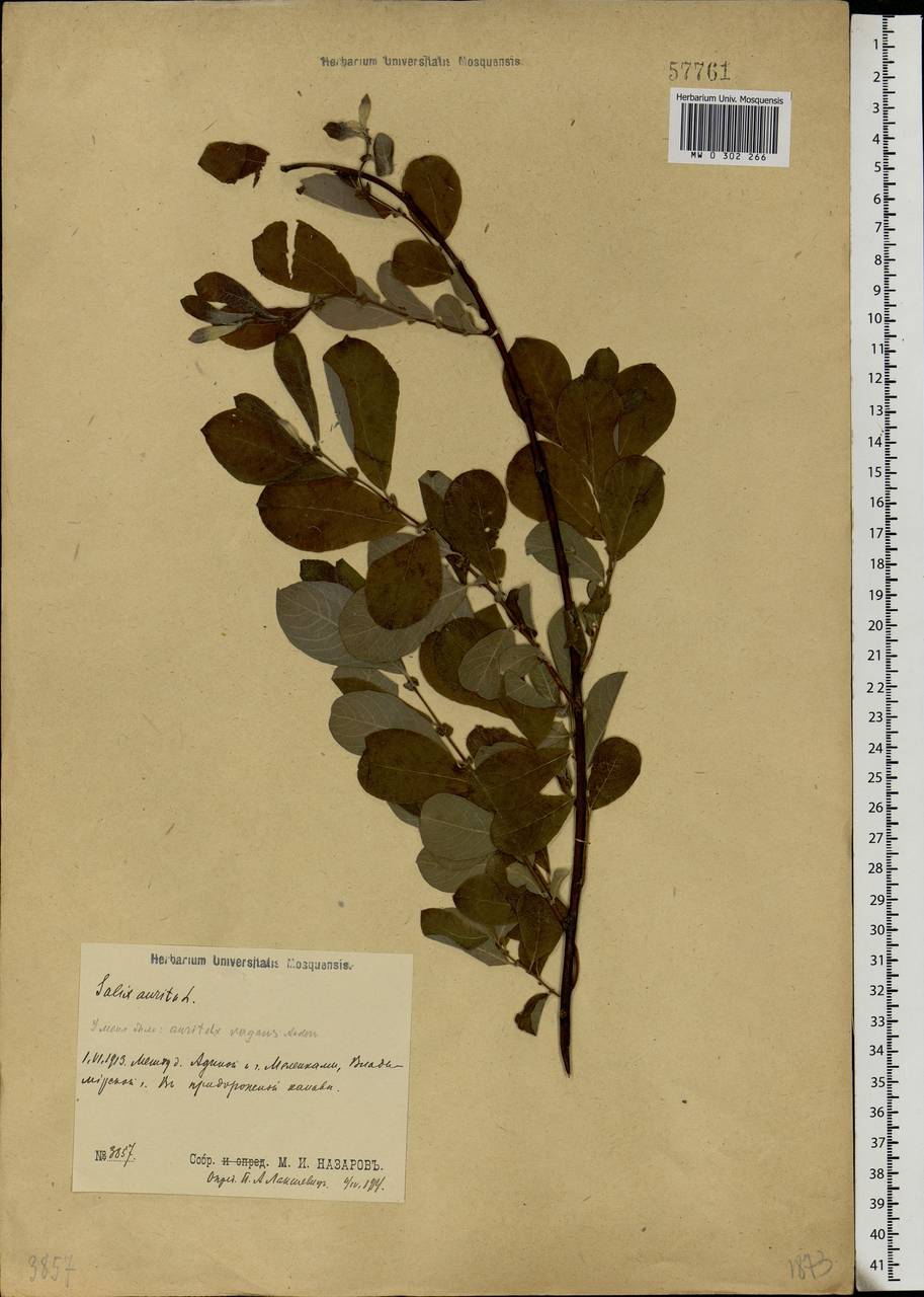Salix aurita L., Eastern Europe, Central region (E4) (Russia)