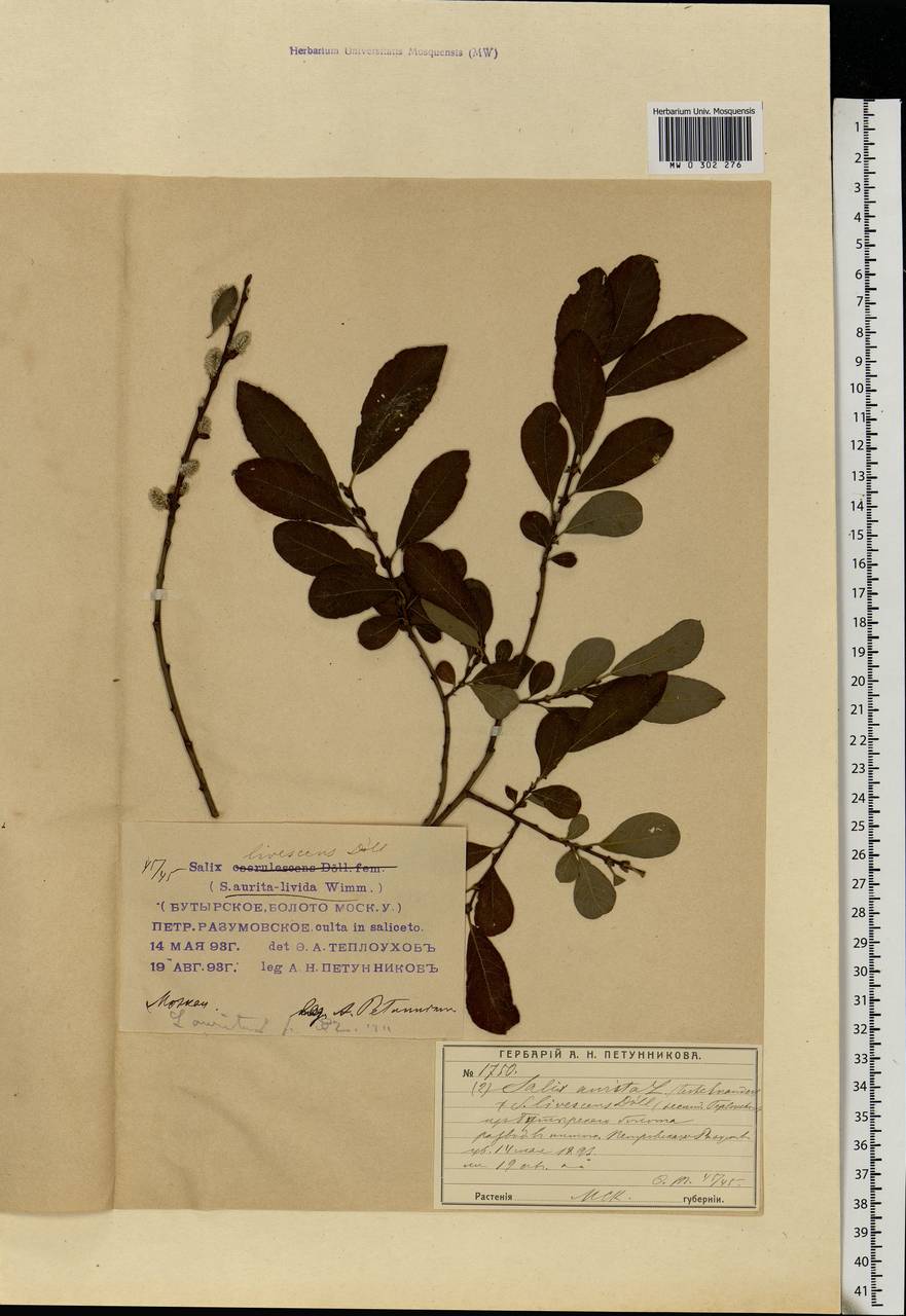 Salix aurita L., Eastern Europe, Moscow region (E4a) (Russia)