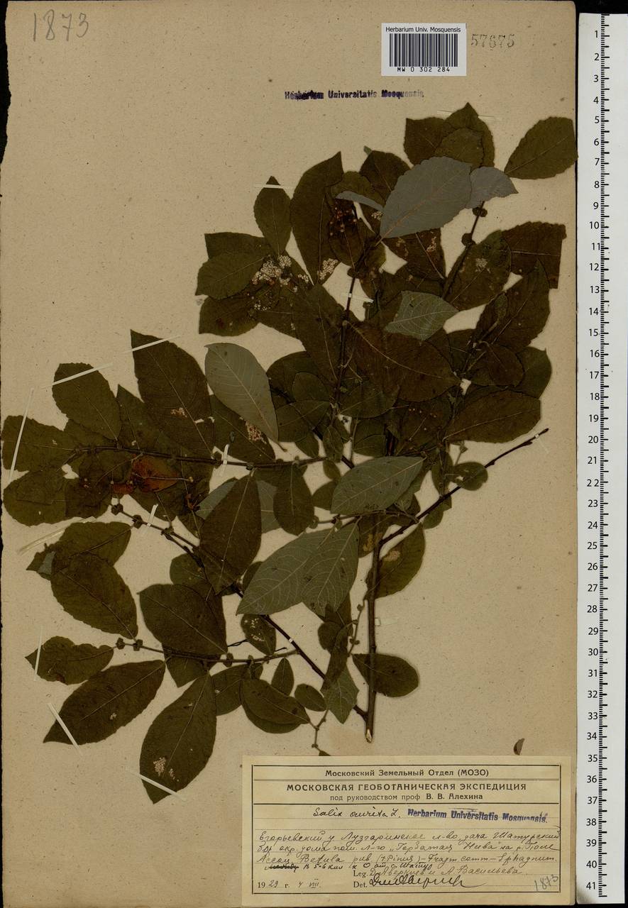 Salix aurita L., Eastern Europe, Moscow region (E4a) (Russia)