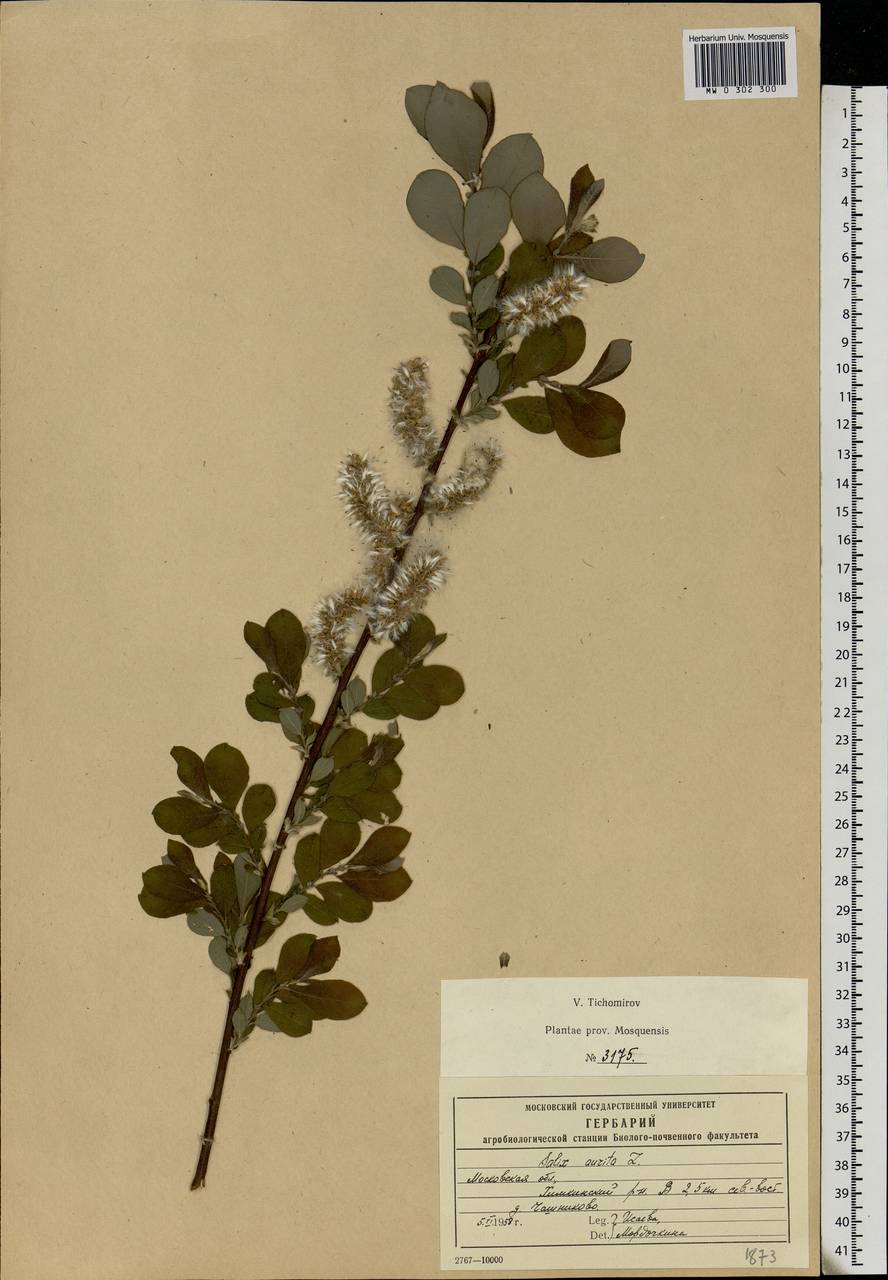 Salix aurita L., Eastern Europe, Moscow region (E4a) (Russia)