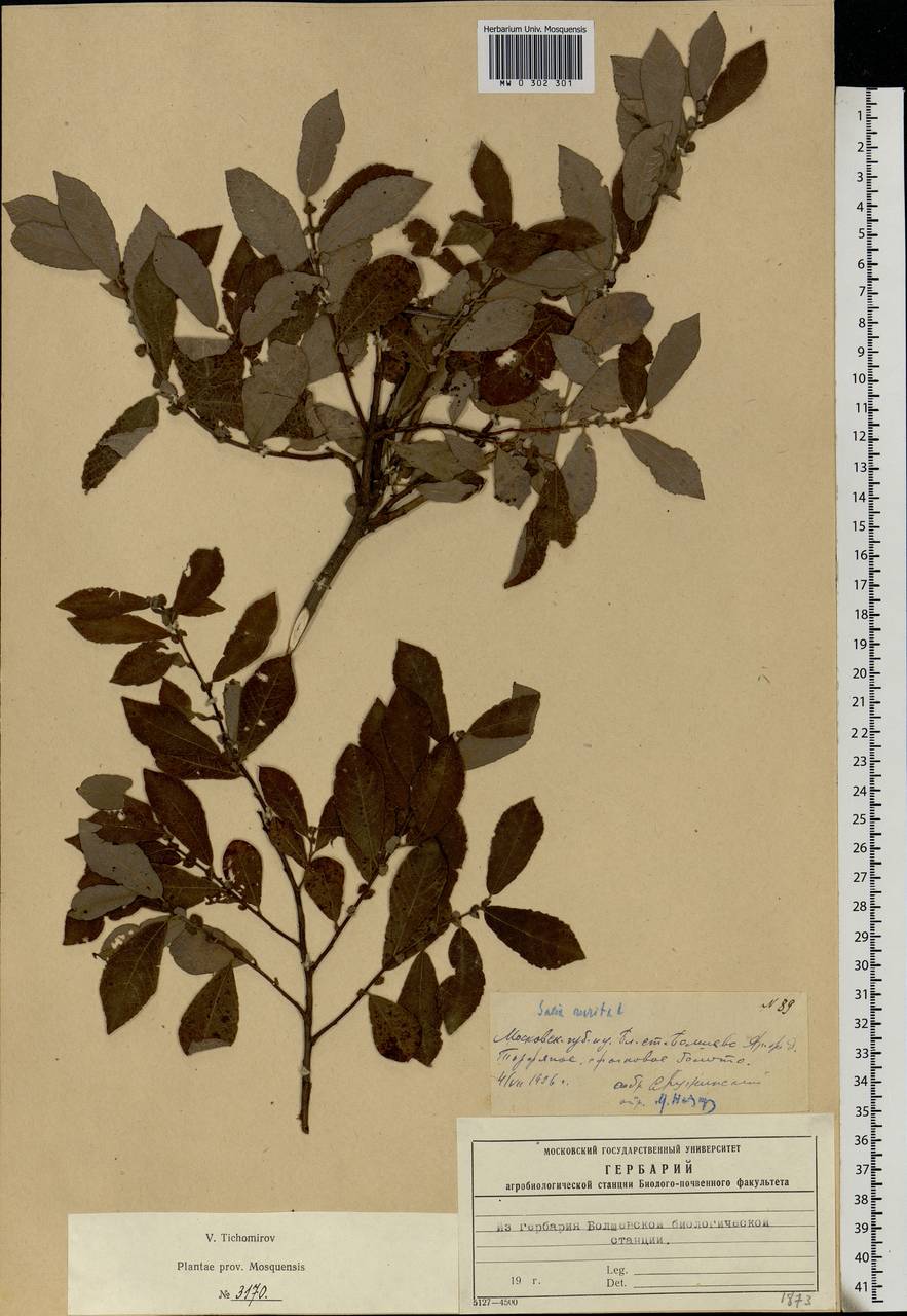 Salix aurita L., Eastern Europe, Moscow region (E4a) (Russia)