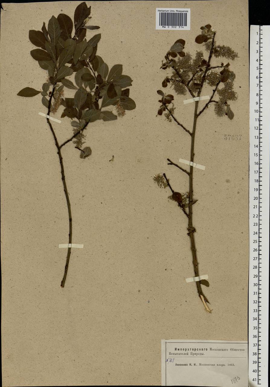 Salix aurita L., Eastern Europe, Moscow region (E4a) (Russia)