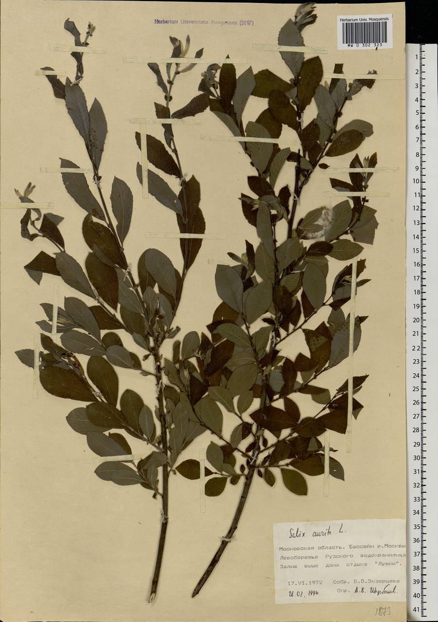 Salix aurita L., Eastern Europe, Moscow region (E4a) (Russia)