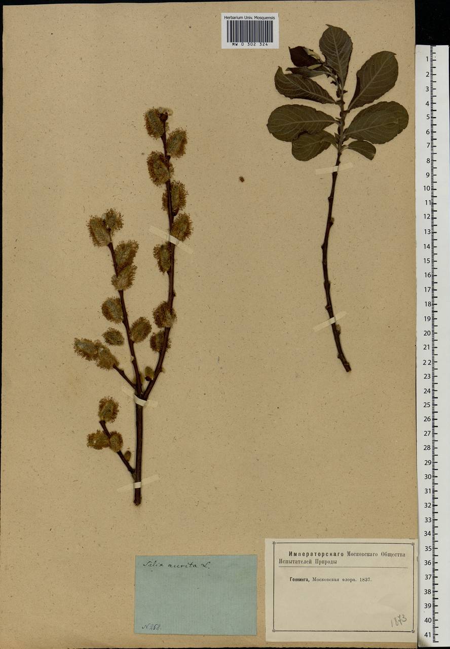 Salix aurita L., Eastern Europe, Moscow region (E4a) (Russia)