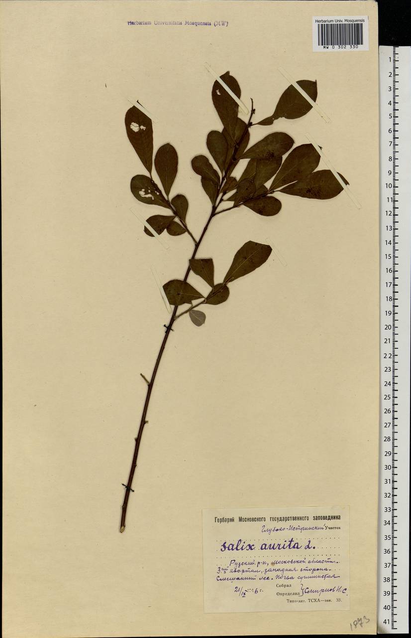 Salix aurita L., Eastern Europe, Moscow region (E4a) (Russia)